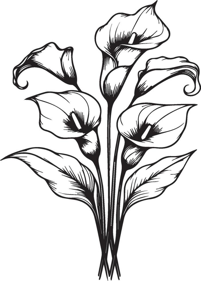 Calla flower drawing, a branch of the botanical summer collection, ink illustration art of calla bouquet, hand-drawn artistically, Zentangle tattoo, easy flower coloring pages and book vector