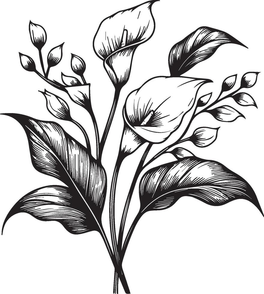 Simple flower coloring pages, Coloring pages for adults, hand drawing flower sketch art of calla flower, calla flower coloring pages flower line art illustration vector