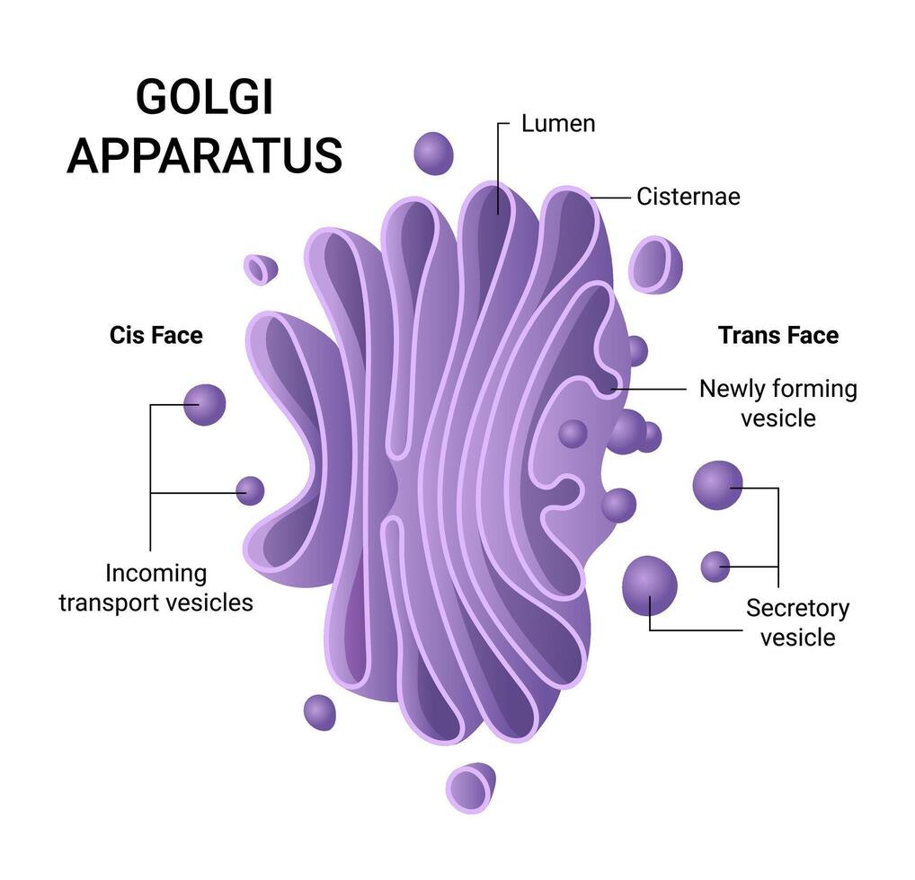 Scientific Illustration of the Golgi apparatus vector