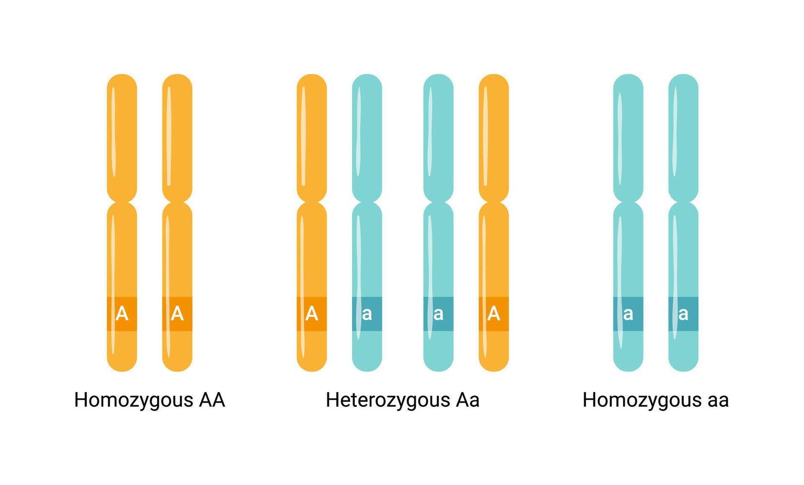 Colorful illustration of heterologous and homologous chromosomes. Gene vector