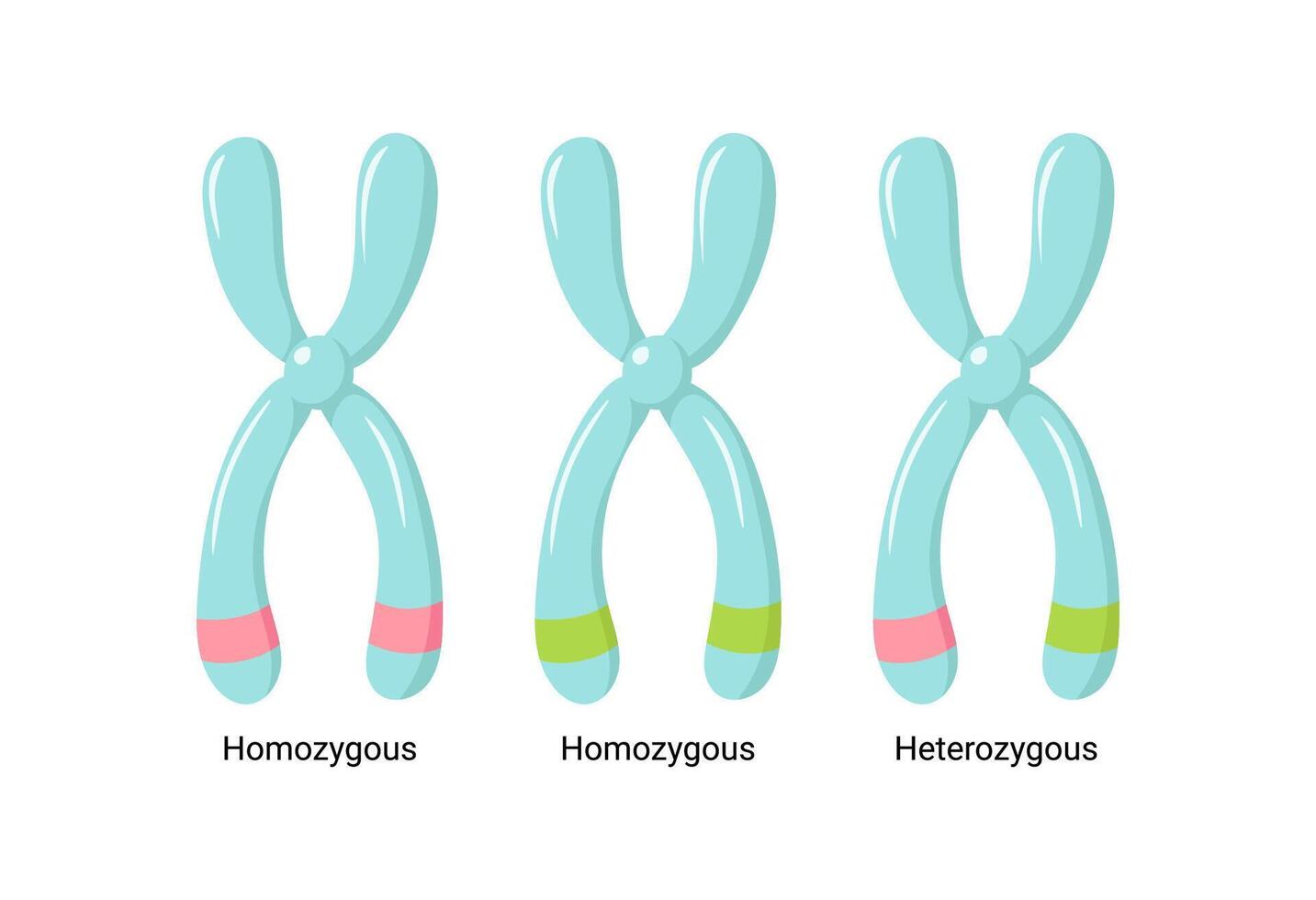 Colorful blue illustration of heterologous and homologous chromosomes vector
