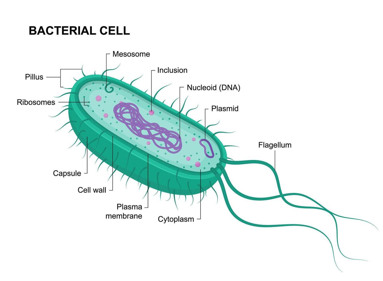Green bacterial cell anatomy. Educational illustration. Structure of prokaryotic vector