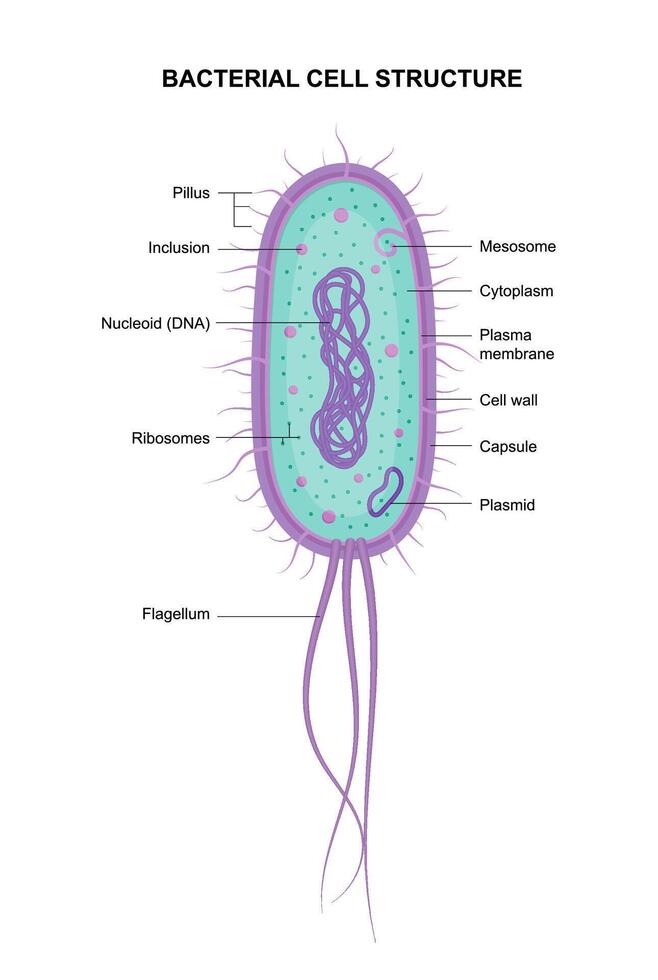 Scientific illustration of bacteria vector