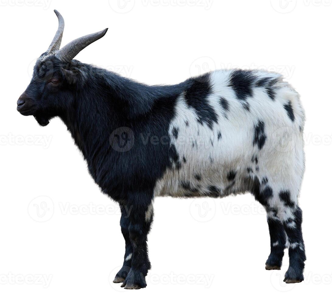 Black white domestic goat with horns on isolated background photo