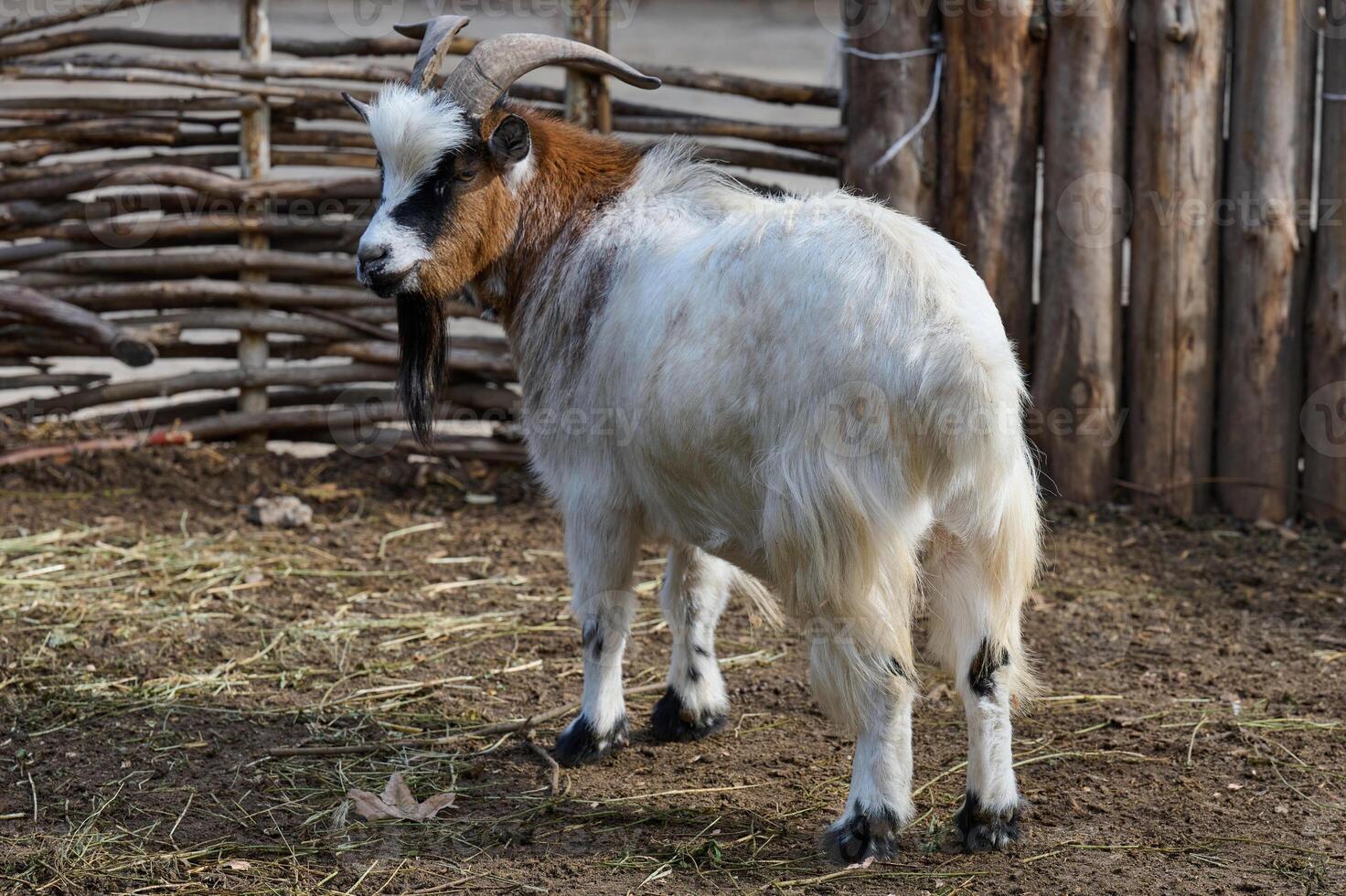 White domestic goat with horns walking outdoors on a farm photo