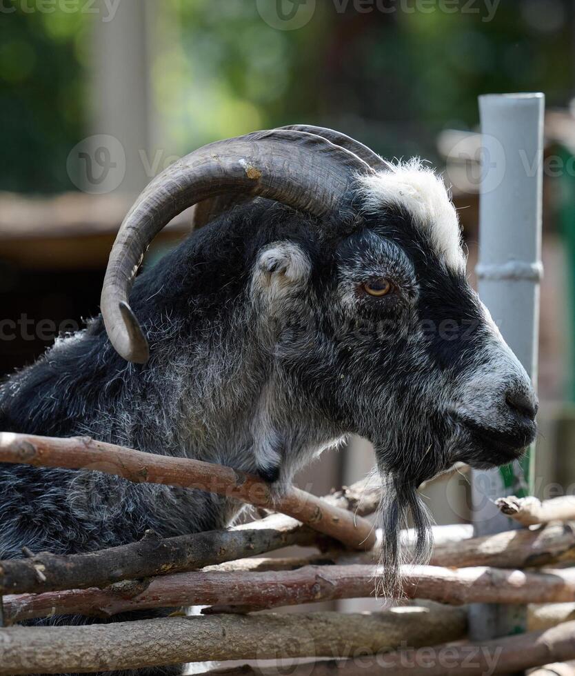 Black domestic goat with horns walking outdoors on a farm photo
