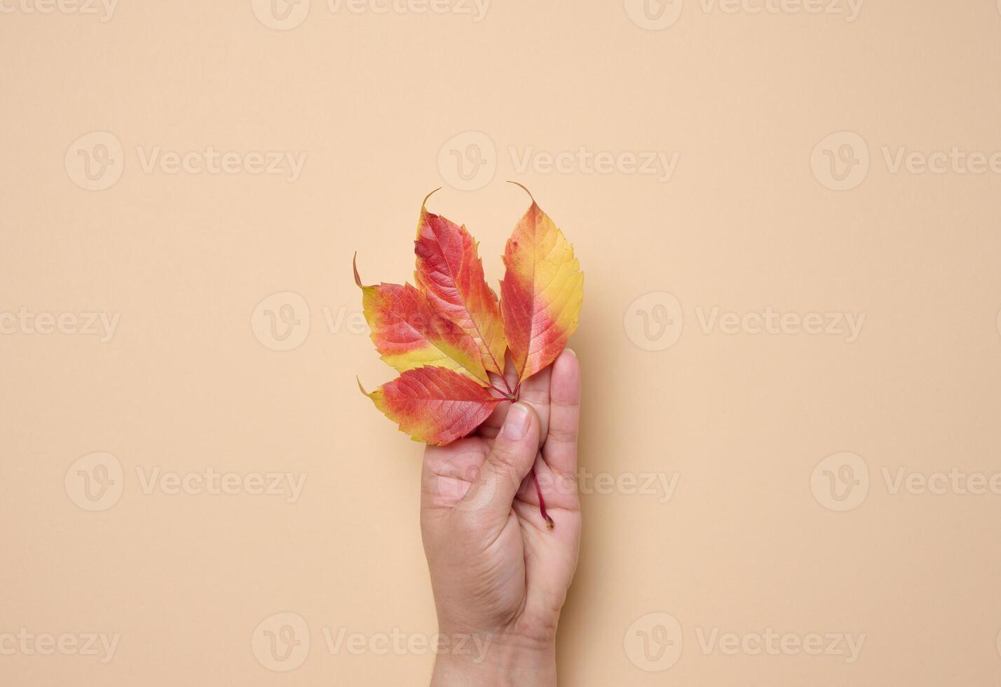 Female hand holding leaf of Parthenocissus quinquefolia bush on a brown background photo