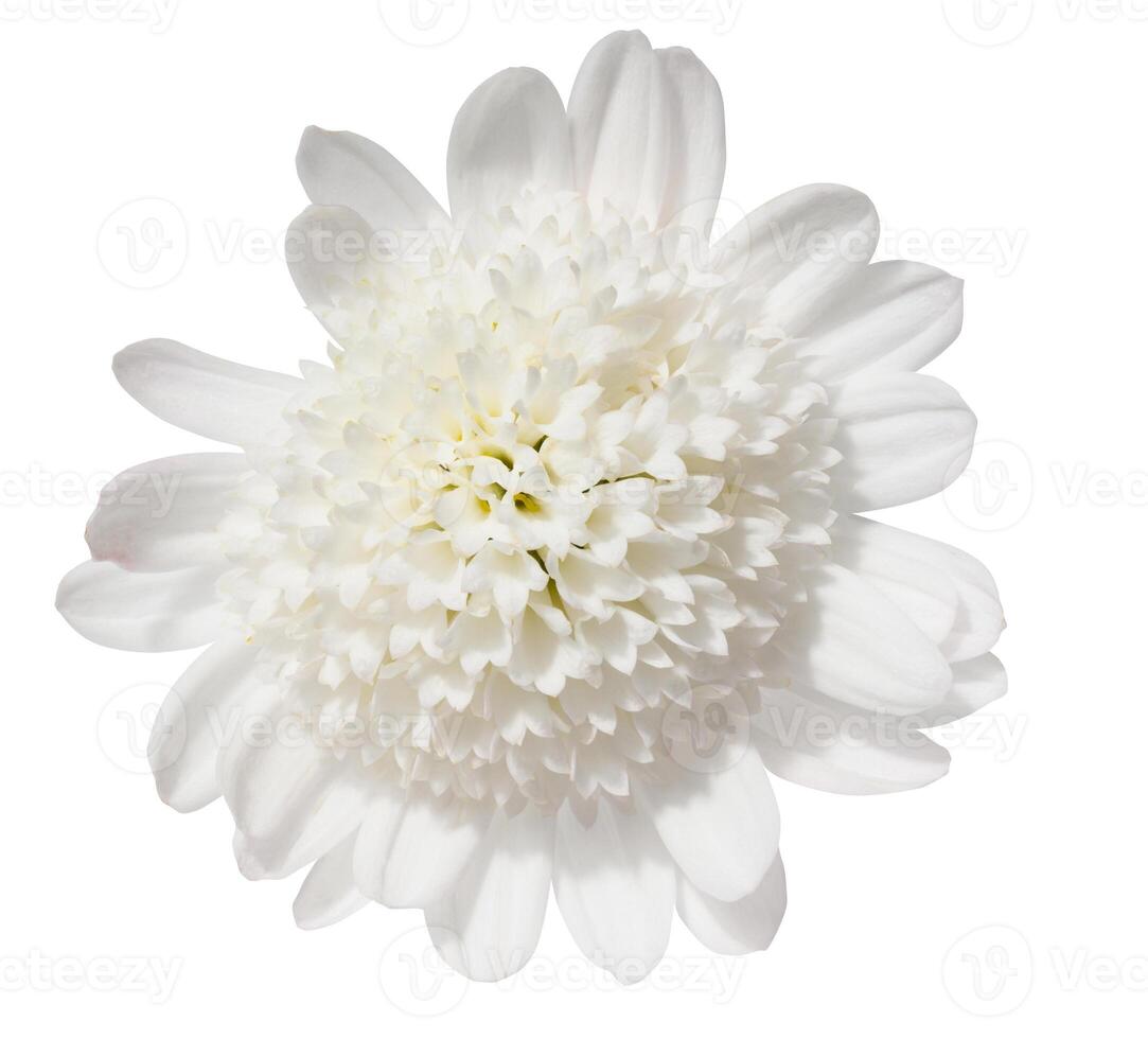 White chrysanthemum bud on isolated background photo