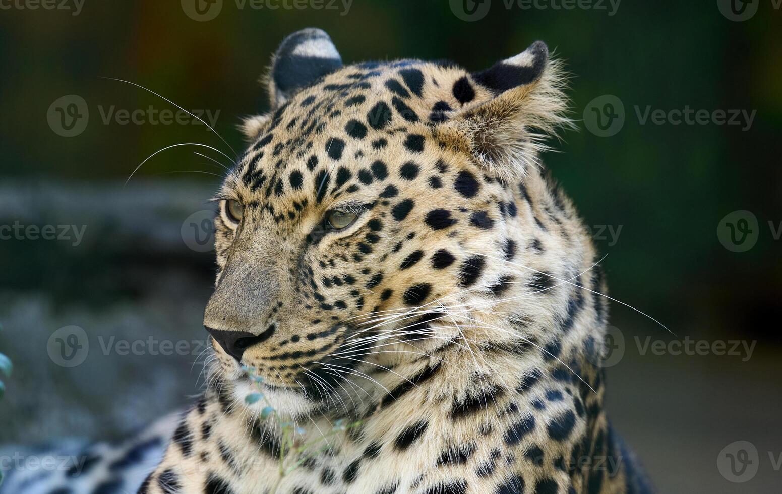 Portrait of an adult leopard, the animal looks away photo