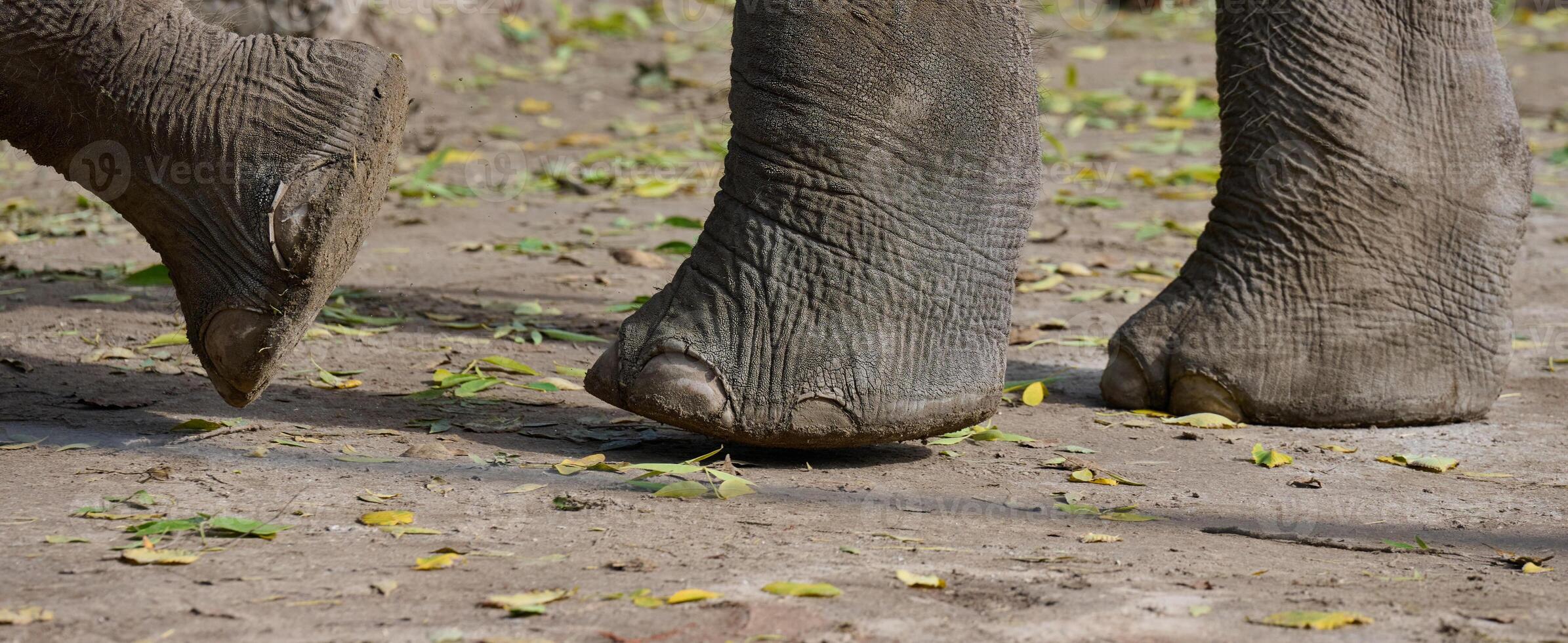 A fragment of a walking elephant's leg on a summer day photo