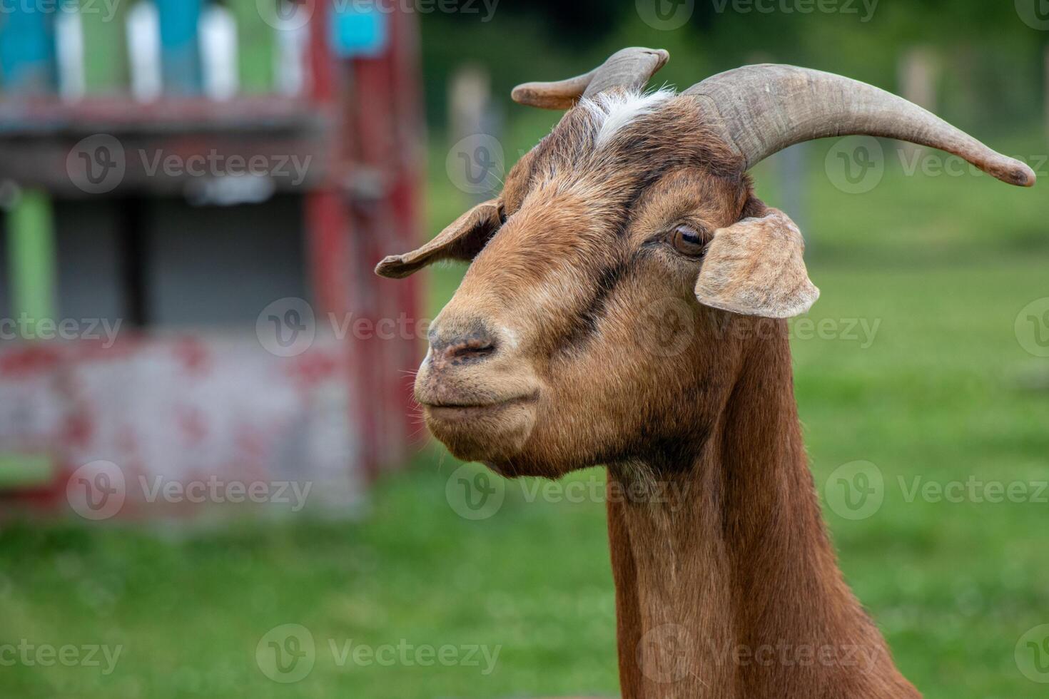 Portrait of a brown goat photo