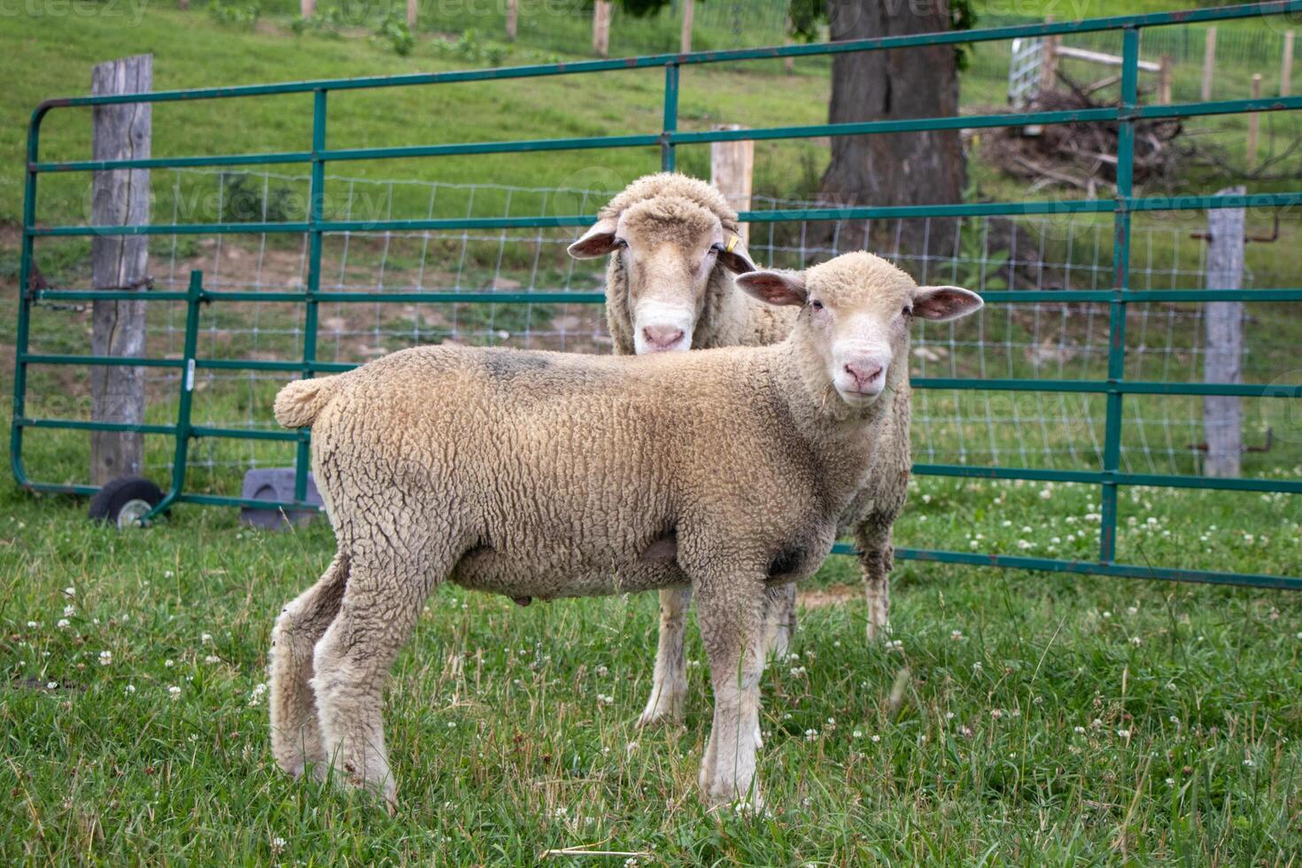 Two lambs in a pasture photo
