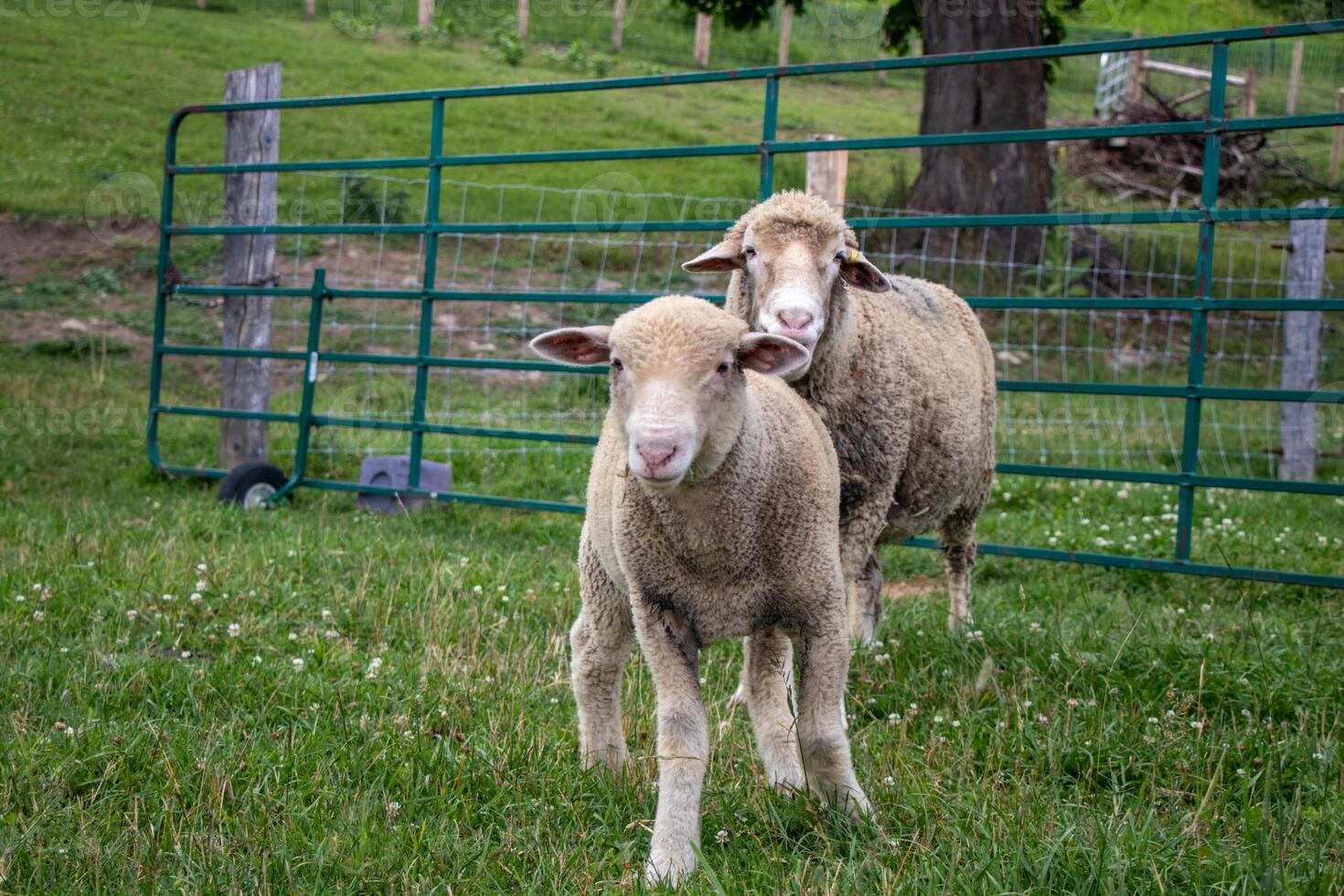Two sheep running in a pasture photo