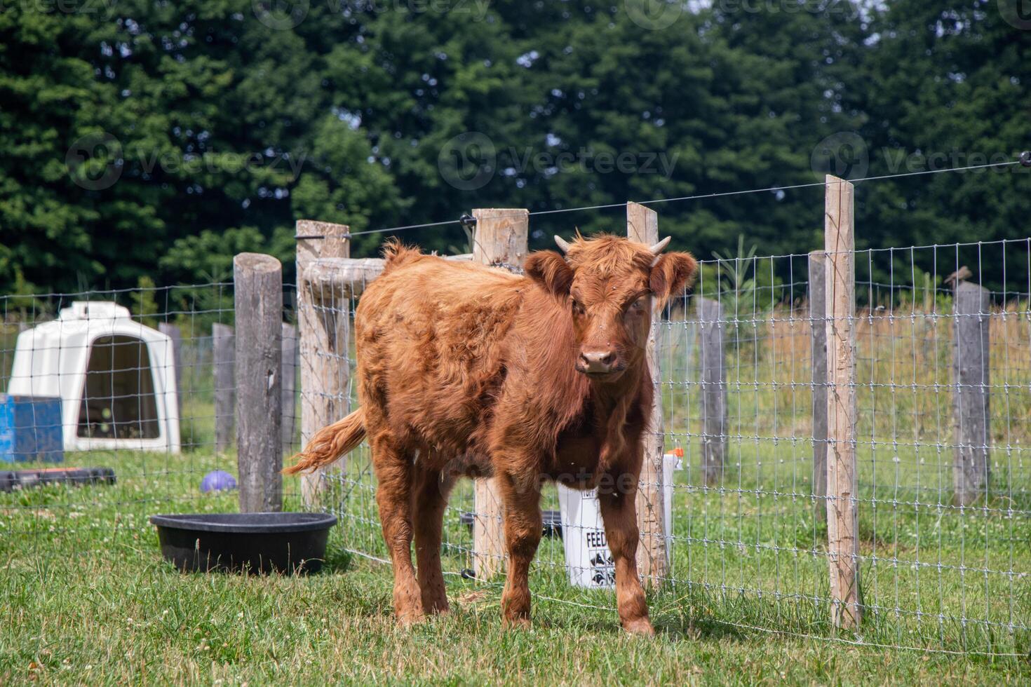 Highland cow in a pasture photo