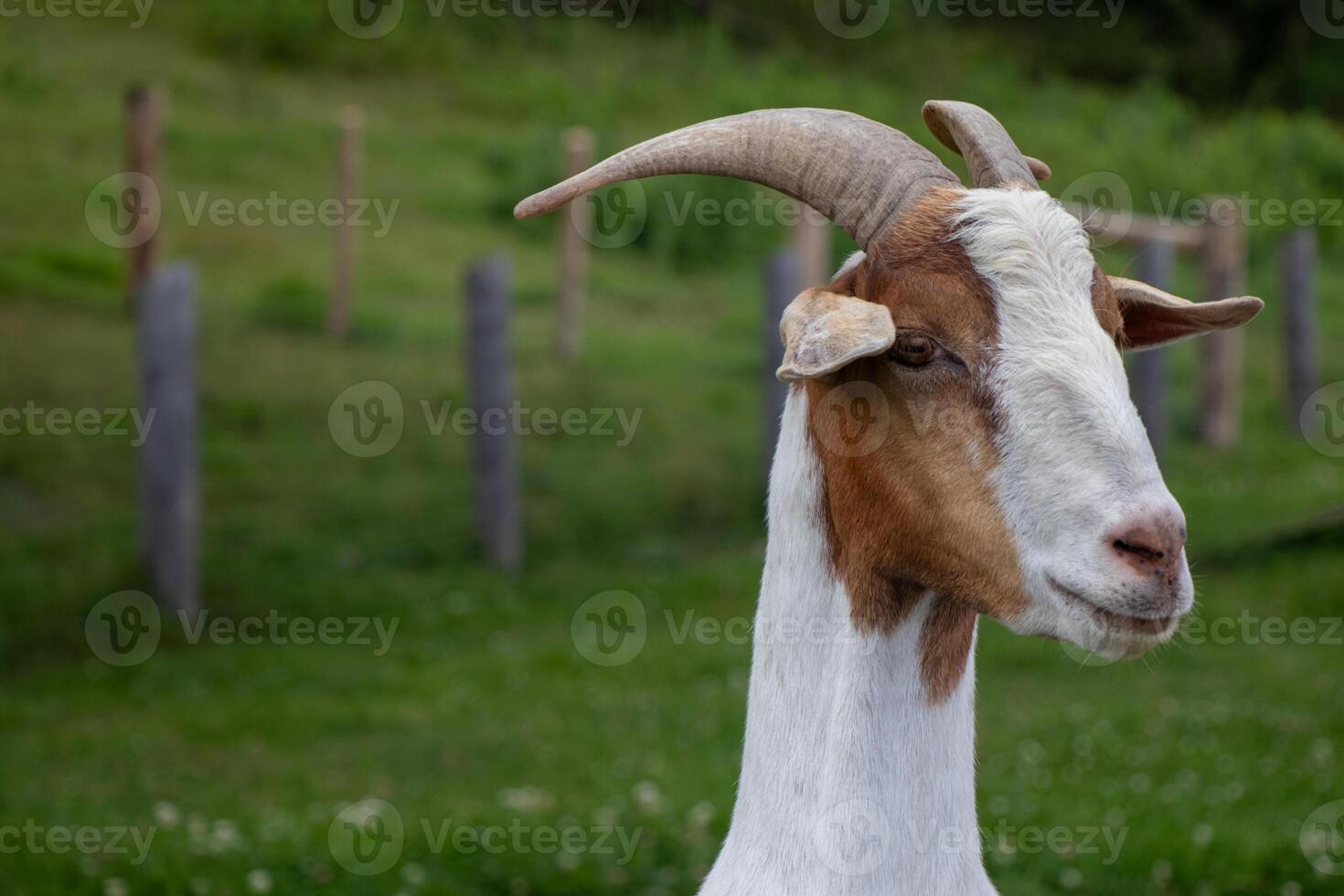 White and brown goat with horns photo