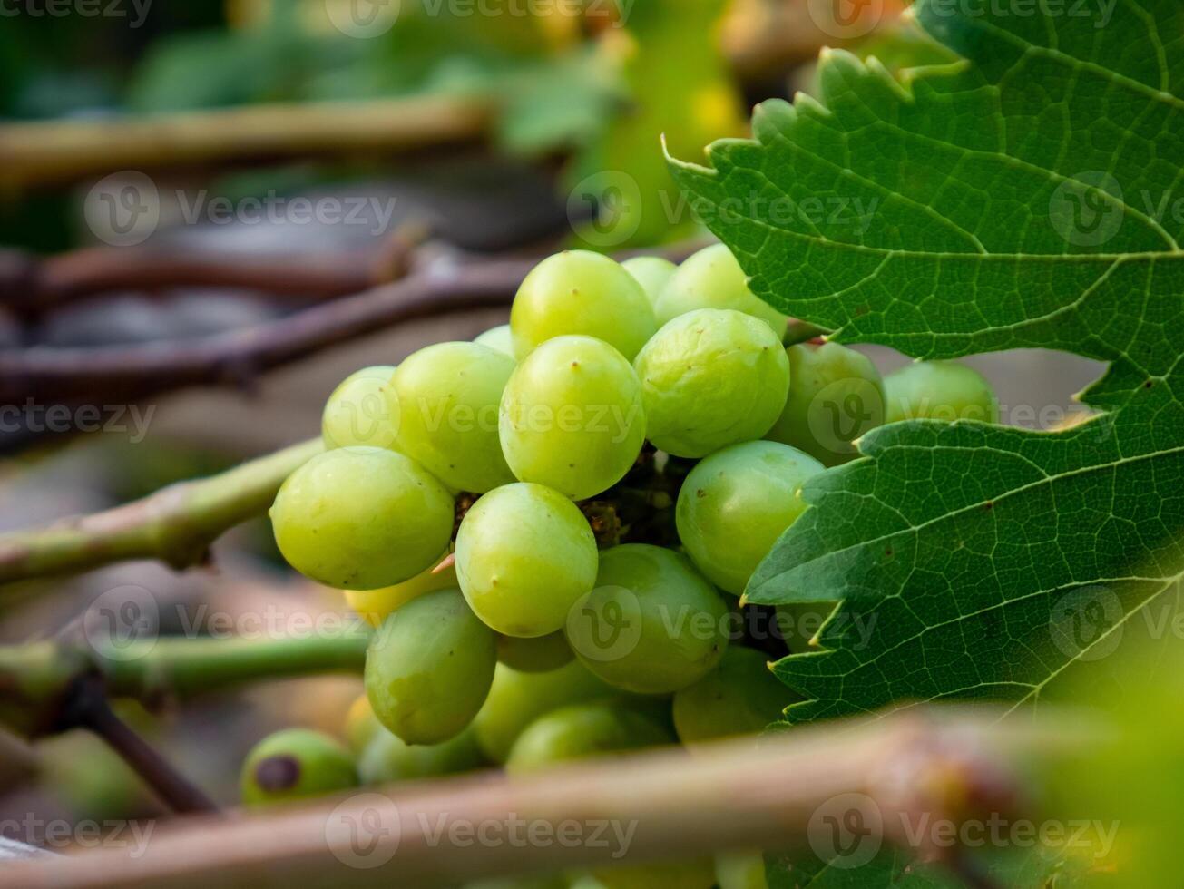 grapes lying among the vines, slightly covered with green leaves photo