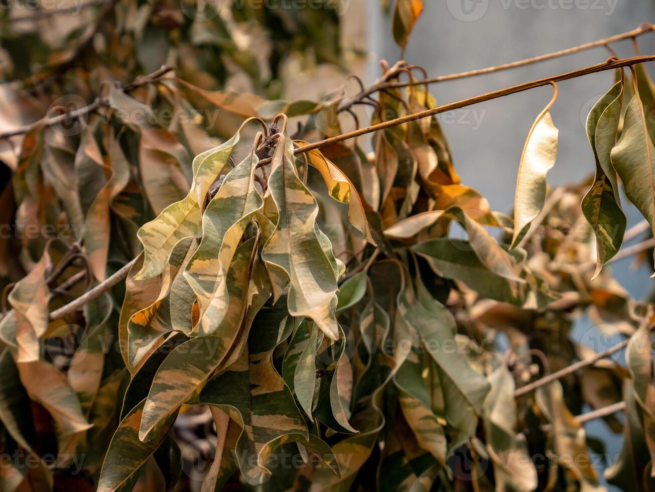 leaves that look wilted and dry due to hot weather and not being properly cared photo