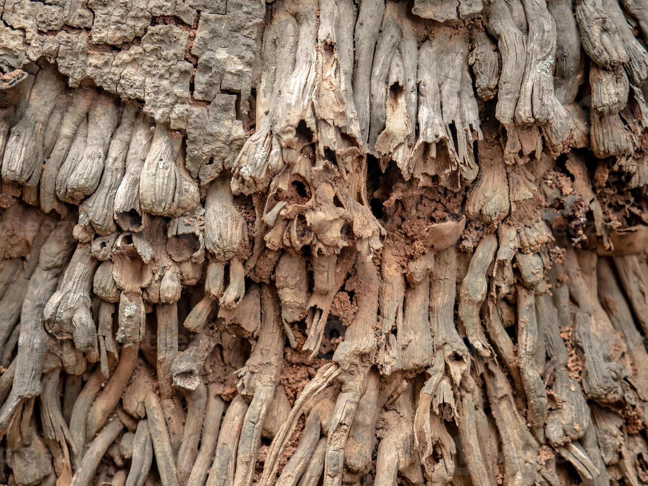 unique abstract pattern of dry coconut tree roots photo