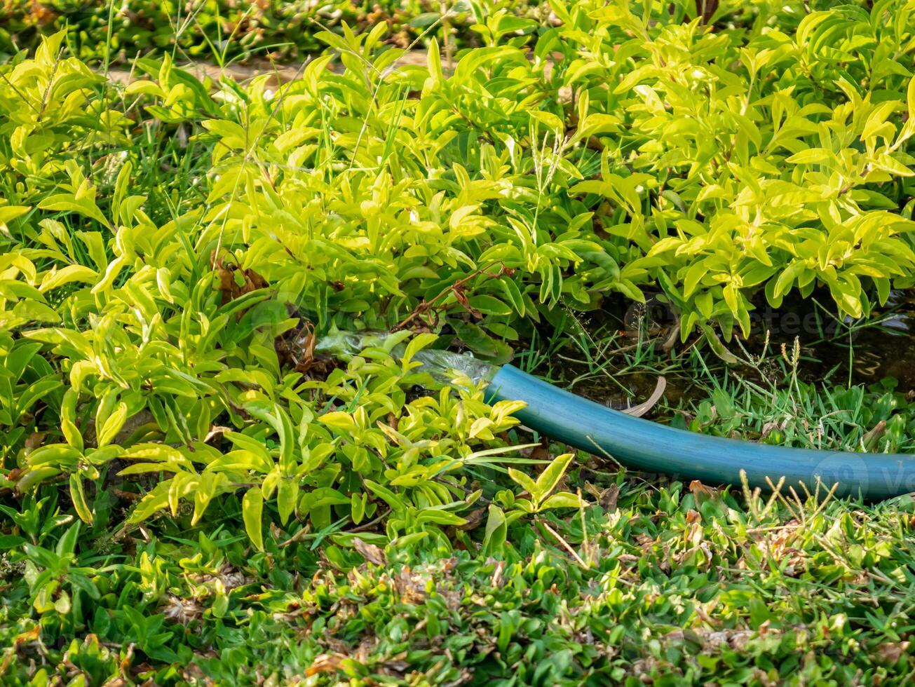 a hose that sprays water on greenish yellow ornamental plants photo