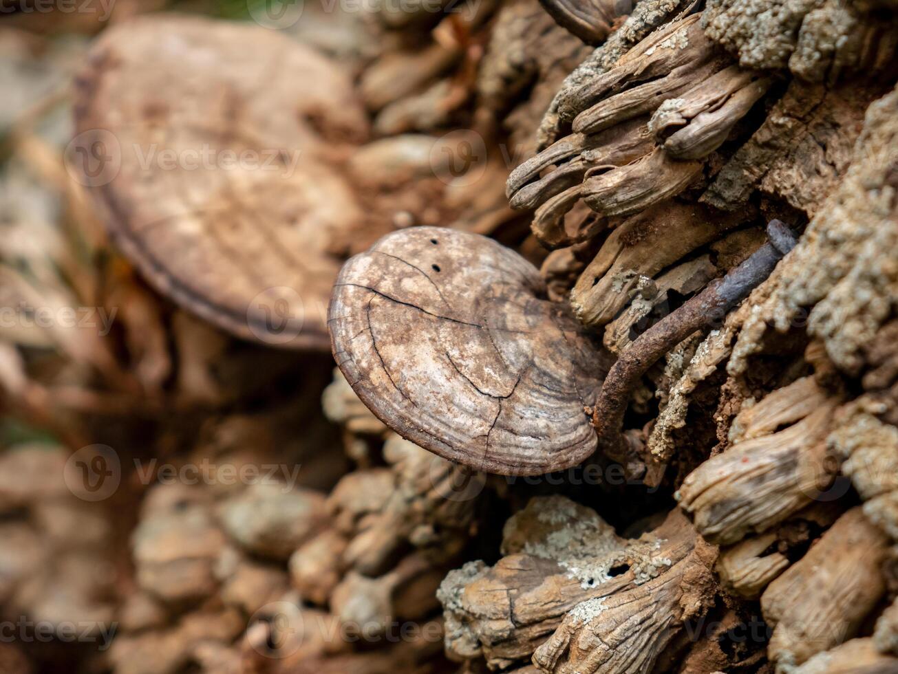 dried mushrooms attached to the roots of a dead coconut tree with a single nail attached photo