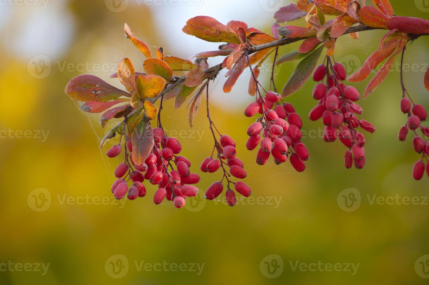 Vibrant barberry berries, also known as berberis vulgaris, hang on leafy branches photo