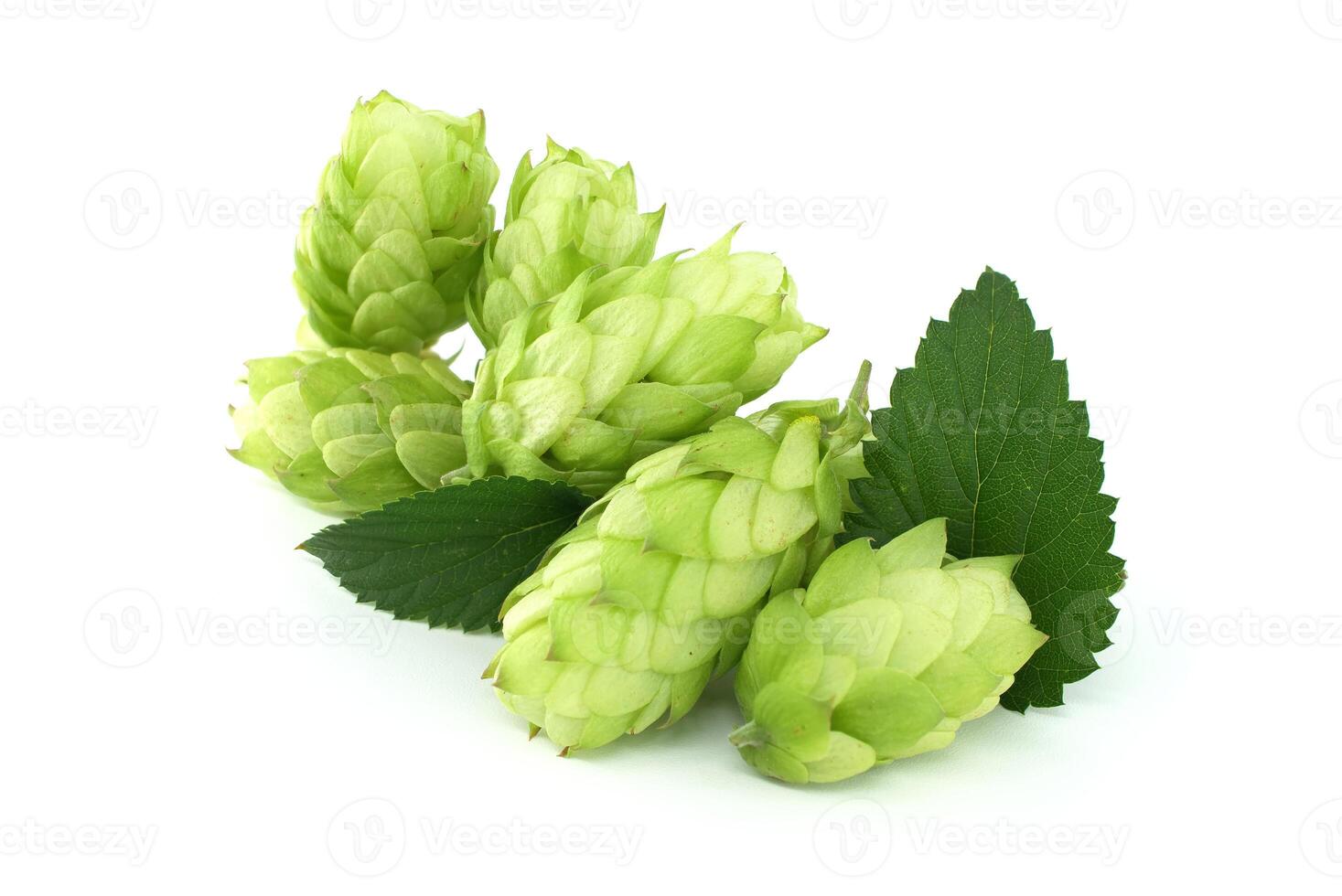 Green hops cones with fresh leaves isolated on white background photo