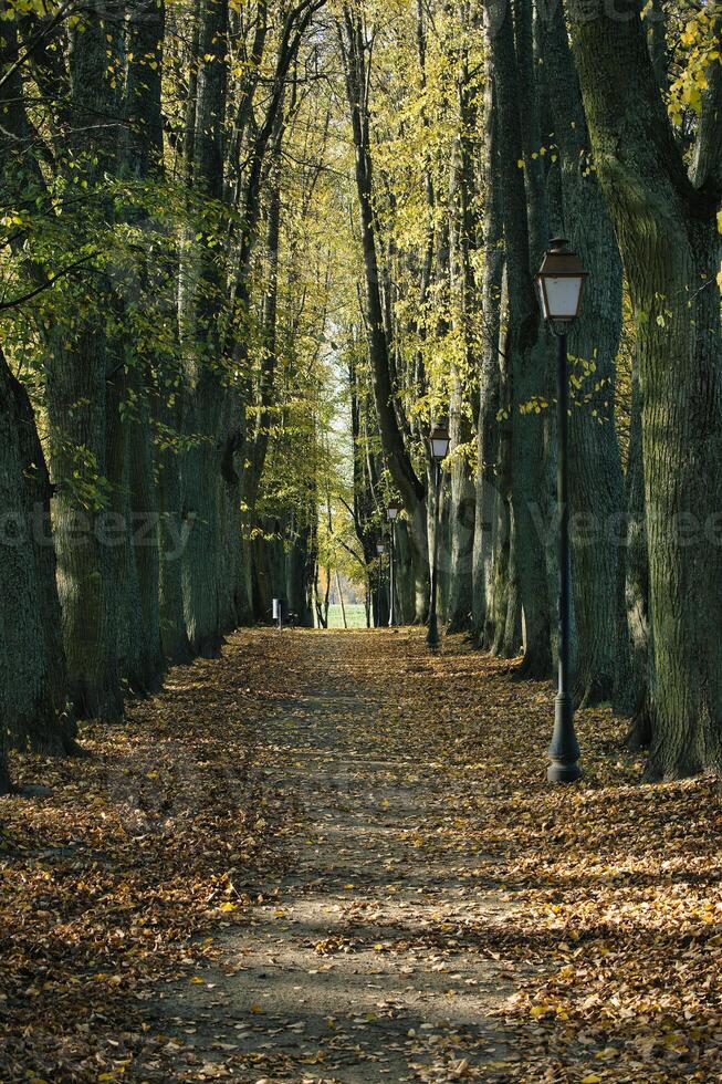 Serene autumn walkway lined with towering trees and vintage street lamps in a tranquil park setting photo