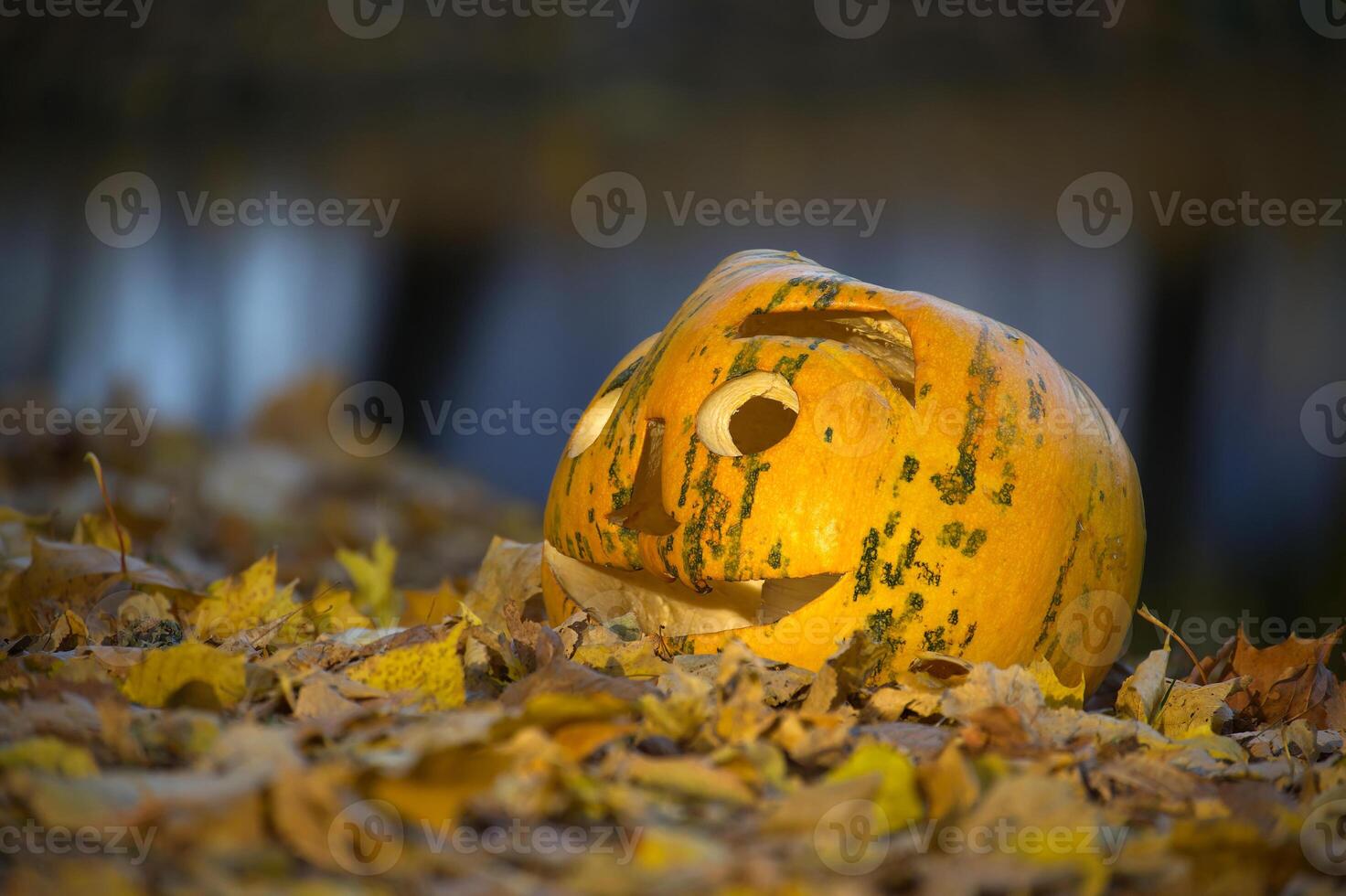 Smiling Pumpkin Amidst Autumn Leaves in a Tranquil Setting photo