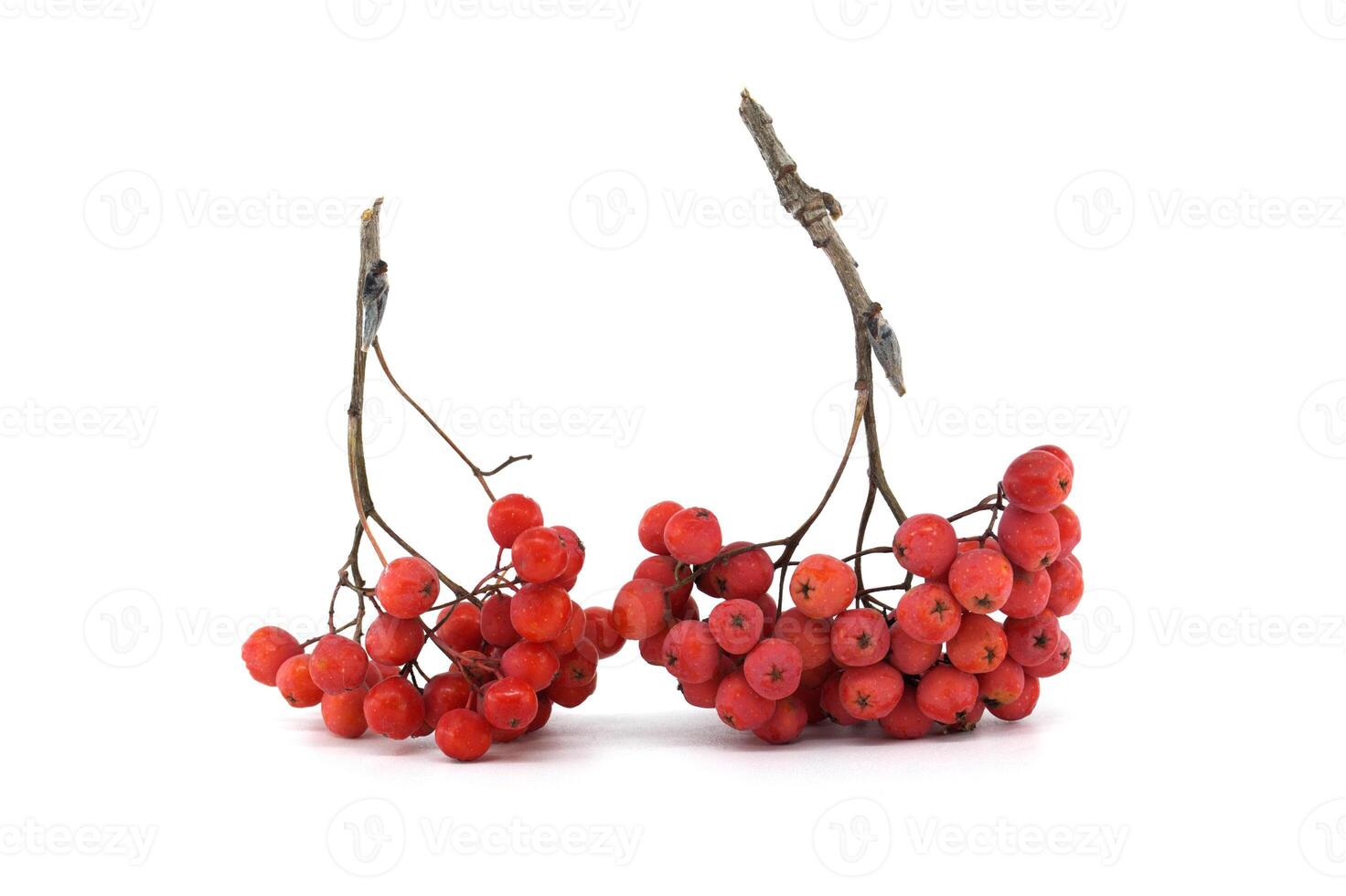 Close-Up of Vibrant Red Rowan Berries Isolated on White Background photo