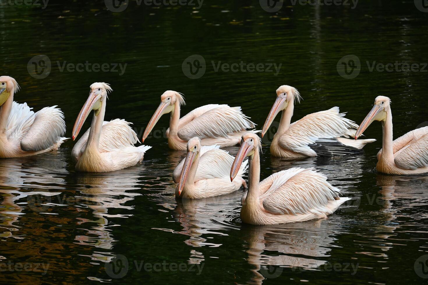 Graceful Pelicans Floating Serenely on Tranquil Lake Surface photo