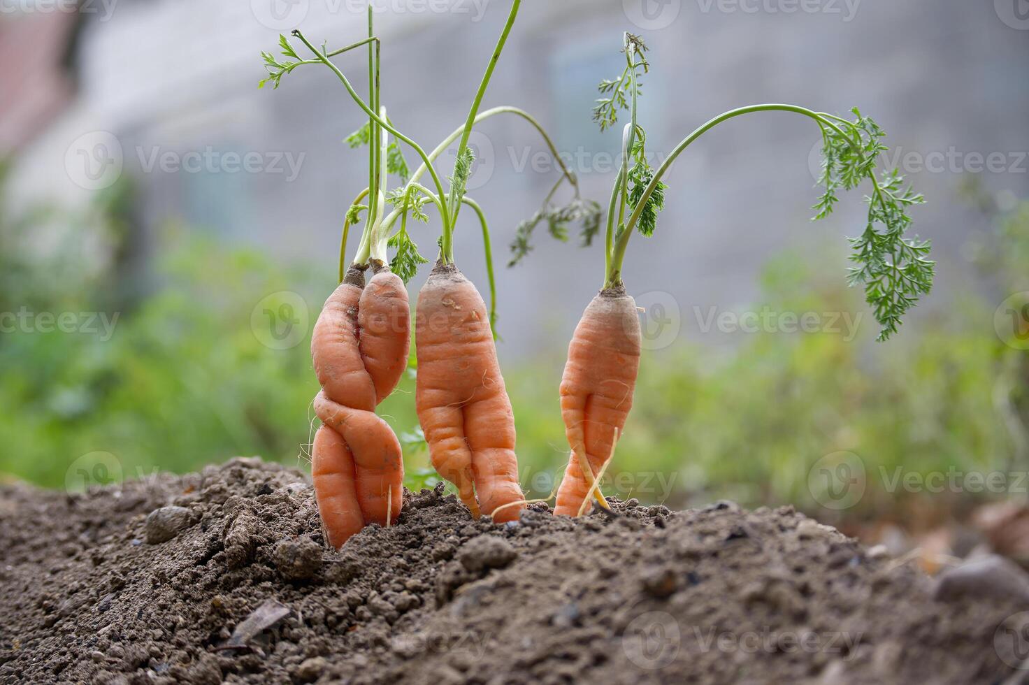Quirky paired carrots growing in the garden soil with bright green tops and unique shapes photo