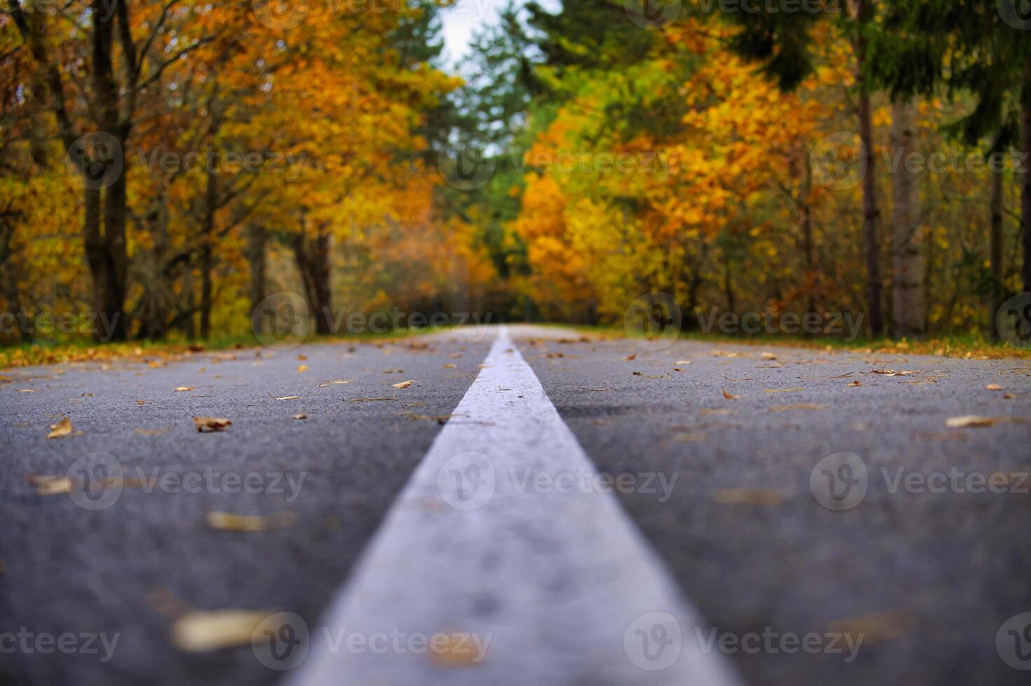 Scenic Autumn Road Surrounded by Vibrant Fall Foliage photo