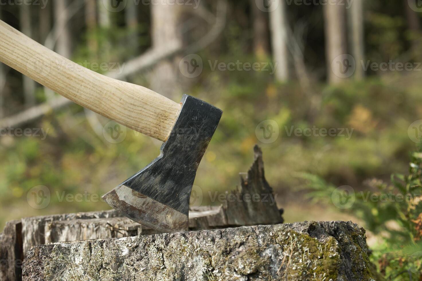 Axe stuck in tree stump in background of felled forest photo