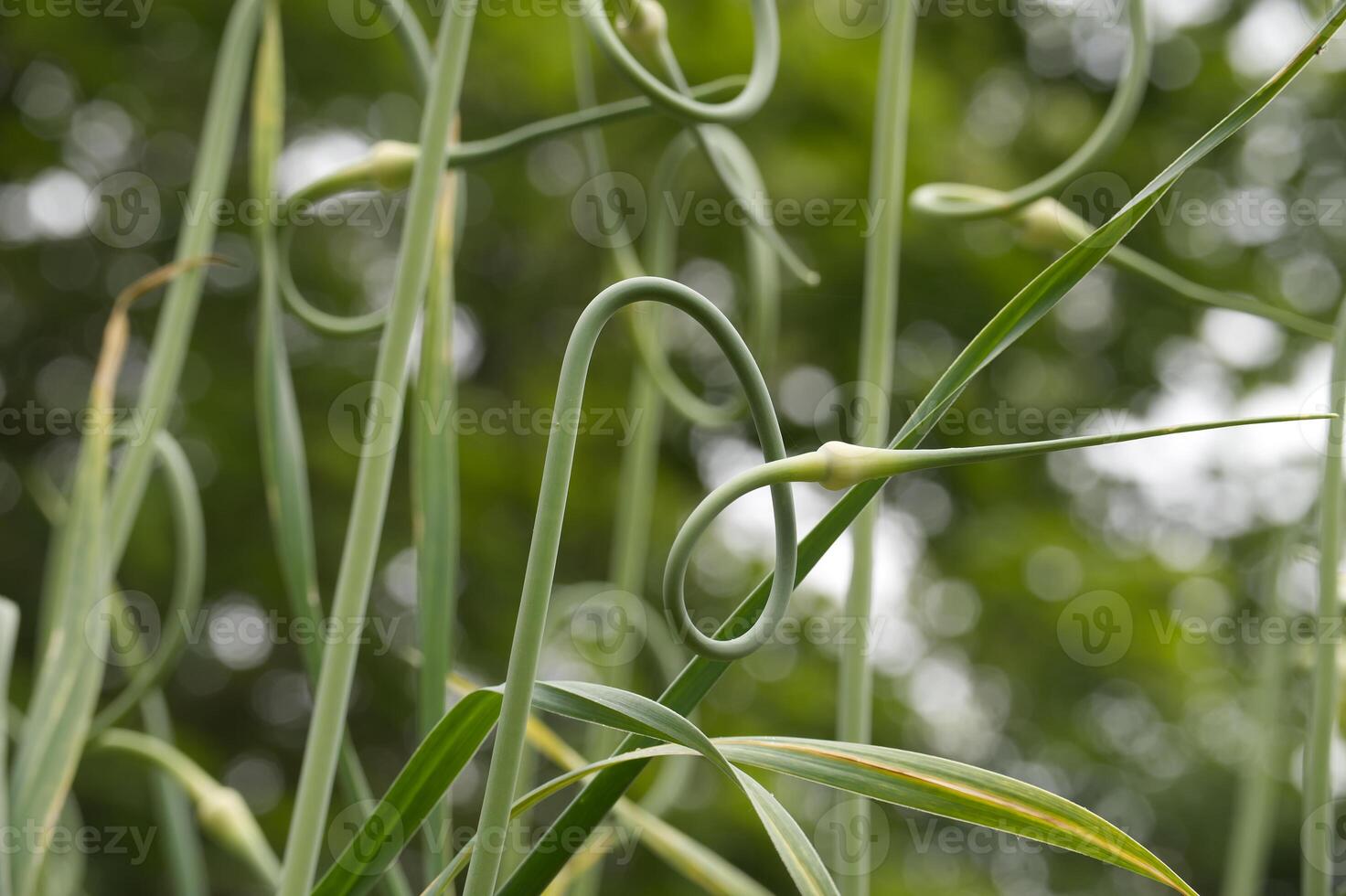 Close-up of garlic scapes curling in a garden, depicting natural growth and organic farming photo