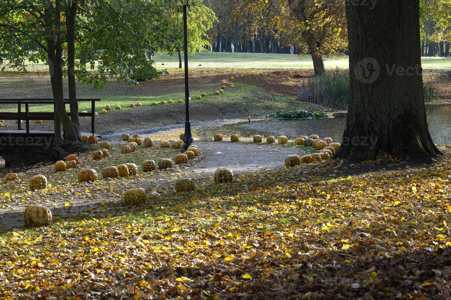 Scenic autumn landscape with pumpkins lining a path in a park, surrounded by fallen leaves photo