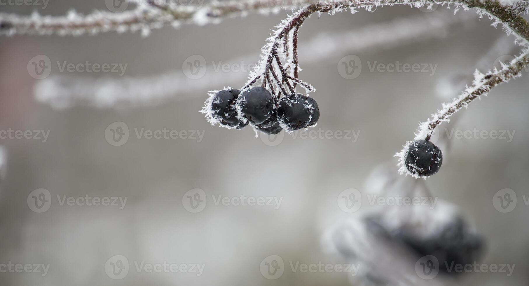 Close-up of frosty black aronia berries on a snow-covered branch in a winter landscape photo