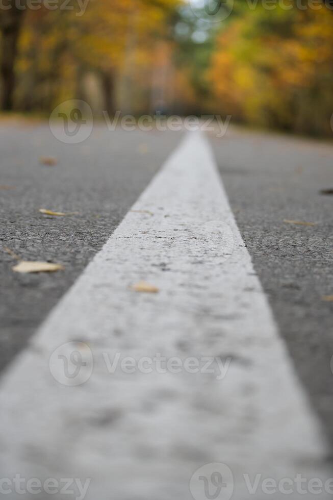 Autumn Road with White Line in Forest Setting photo