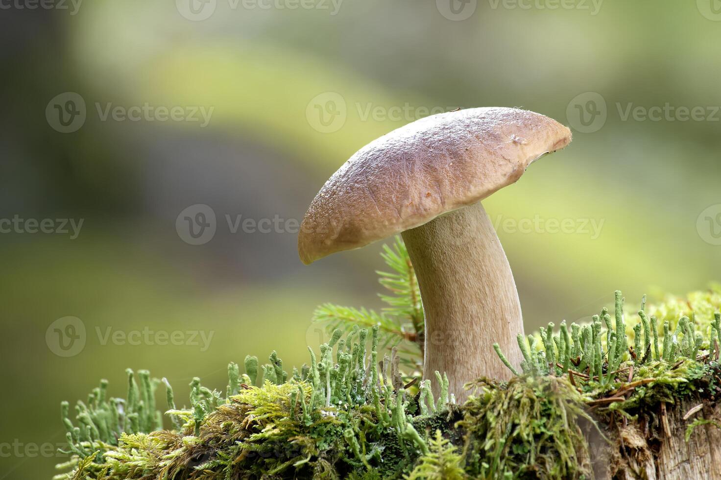 Wild cep mushroom growing in a green forest during daylight with beautiful bokeh background photo