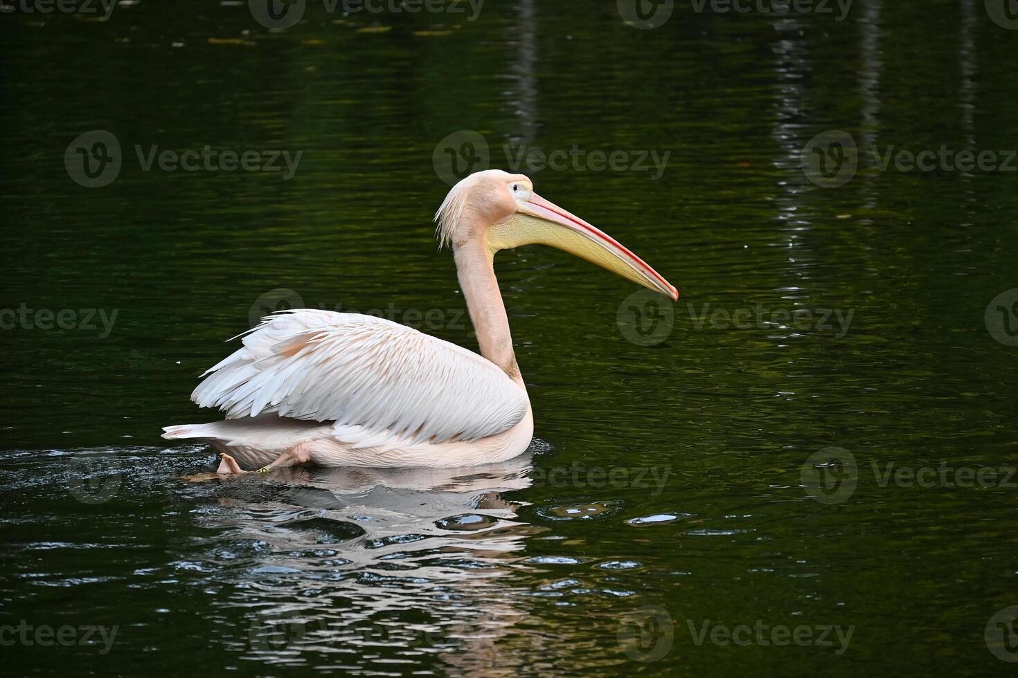 Elegant Pelican Gracefully Gliding on Calm Water Surface photo