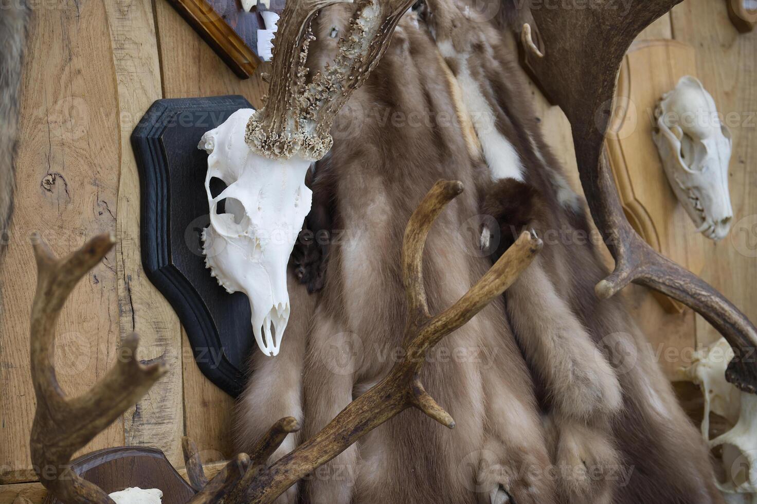 Rustic arrangement showcasing animal furs, skulls, and antlers mounted on a wooden background photo