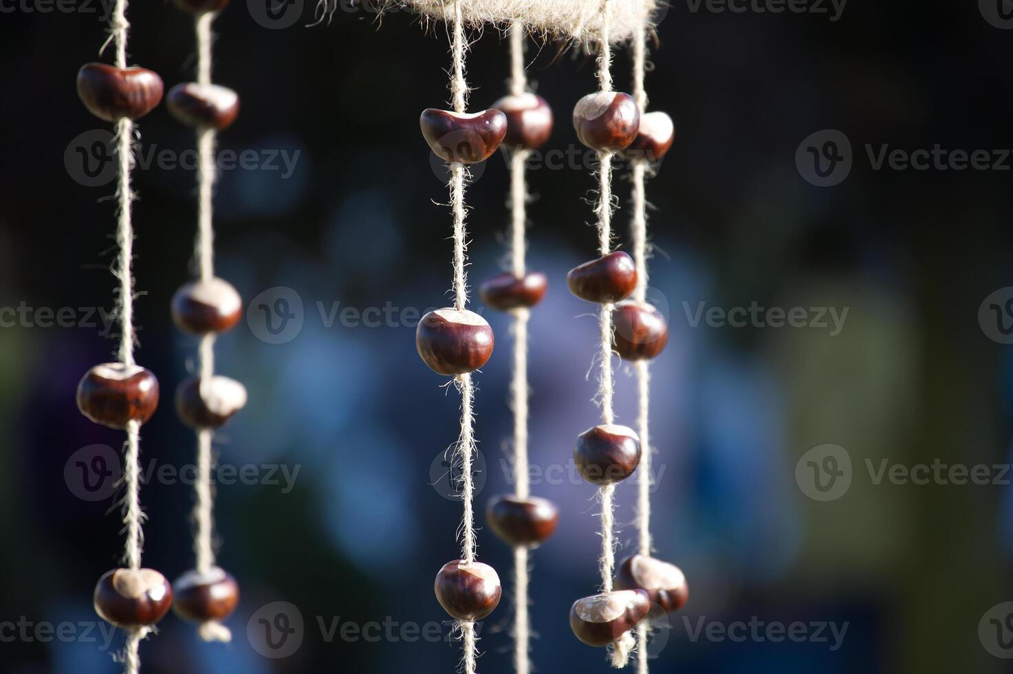 Strings of brown chestnuts hang on rustic twine creating a natural decoration in the sunlight photo