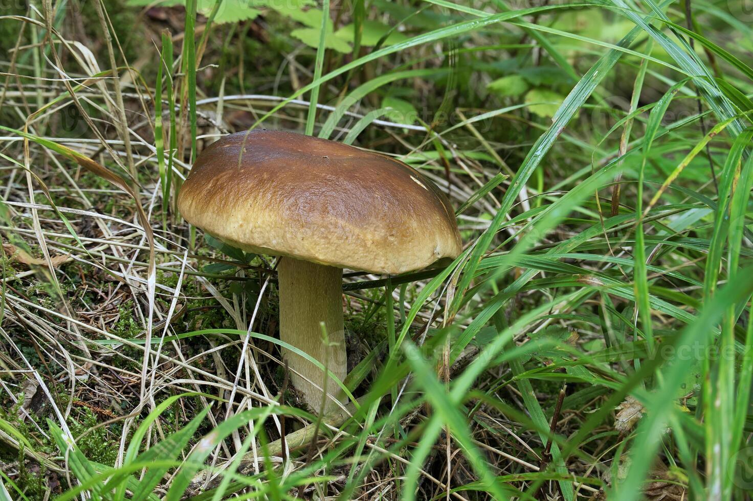 Porcini mushrooms growing naturally in a lush green forest setting photo
