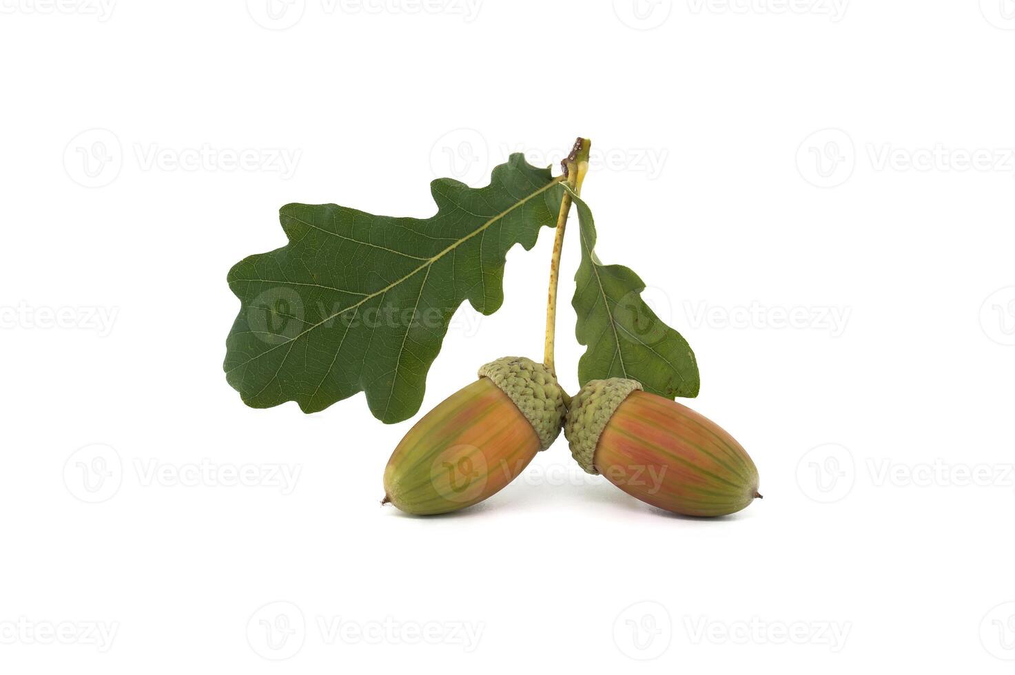 Fresh acorns with green oak leaves isolated on white background photo