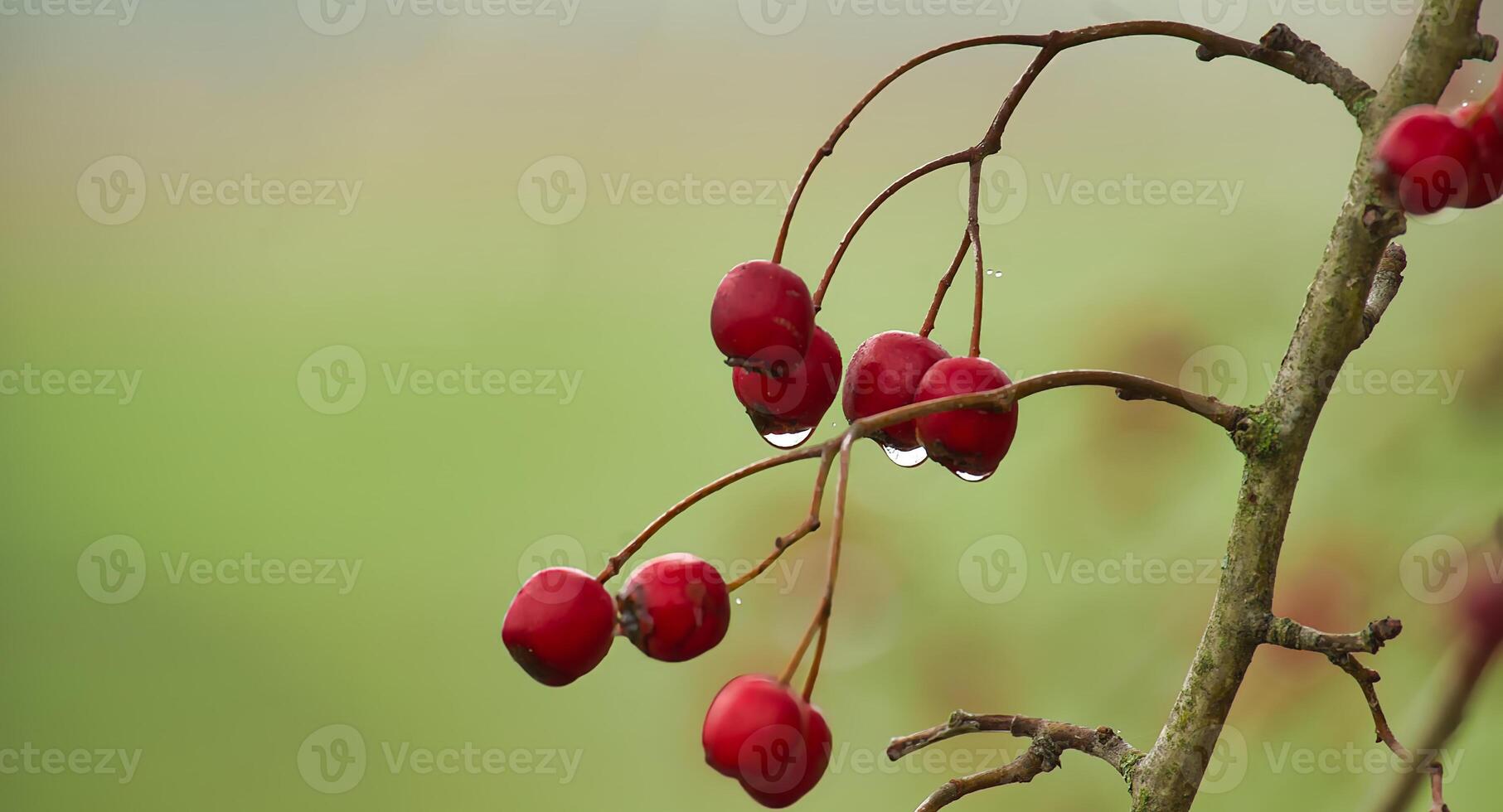 Close-up of bright red berries with a dew drop hanging from a branch, set against a misty backdrop photo