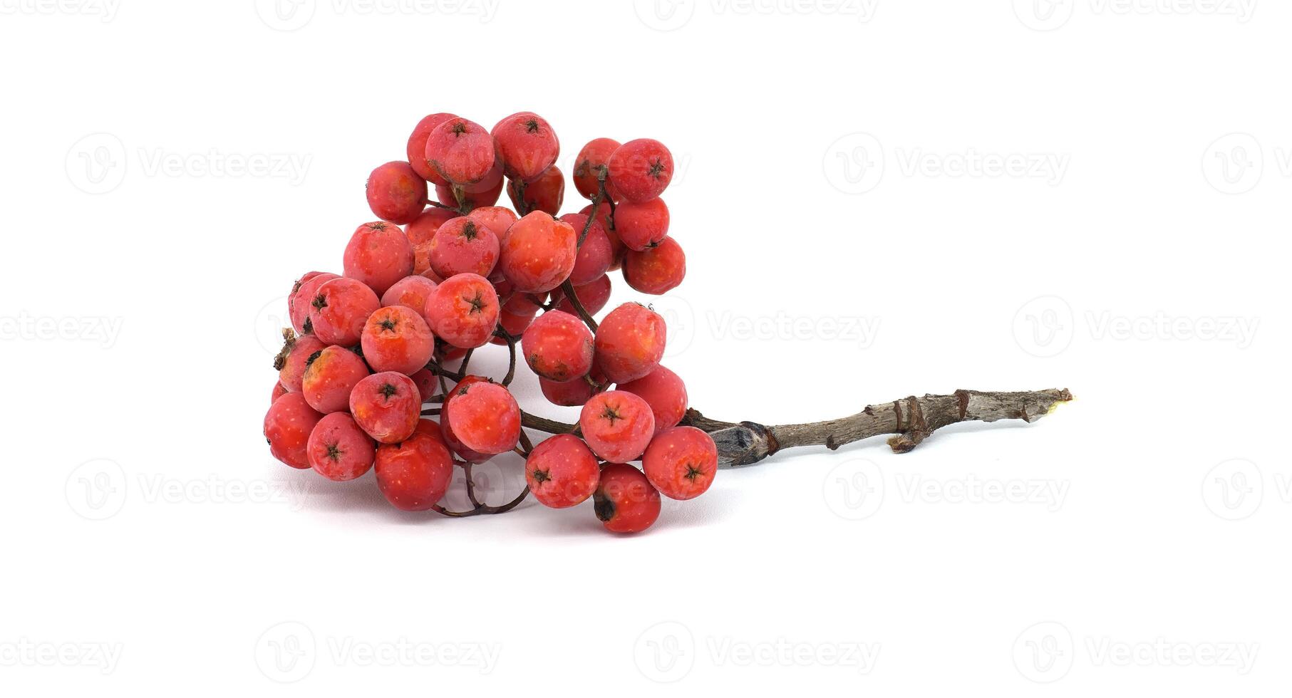 Close-up of vibrant red rowan berries on a branch isolated against a white background photo