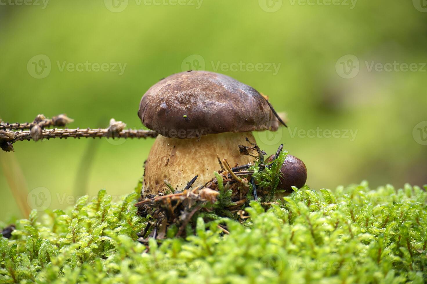 Wild Pinewood King Bolete Mushroom Growing in Lush Green Forest Setting photo