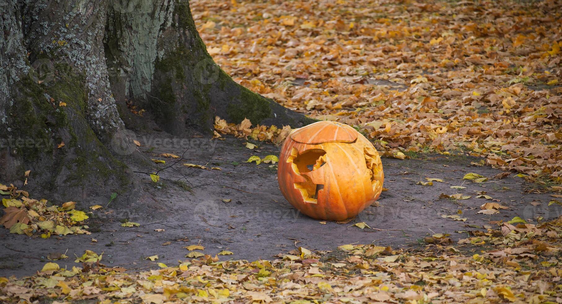 Carved pumpkin lies beneath a tree among autumn leaves, representing seasonal transition photo