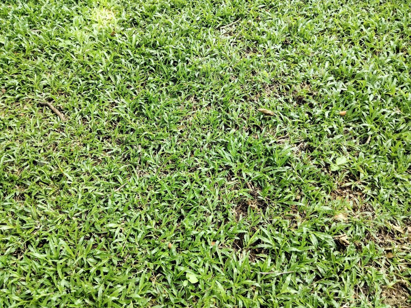 Lush Green Grass Carpet photo