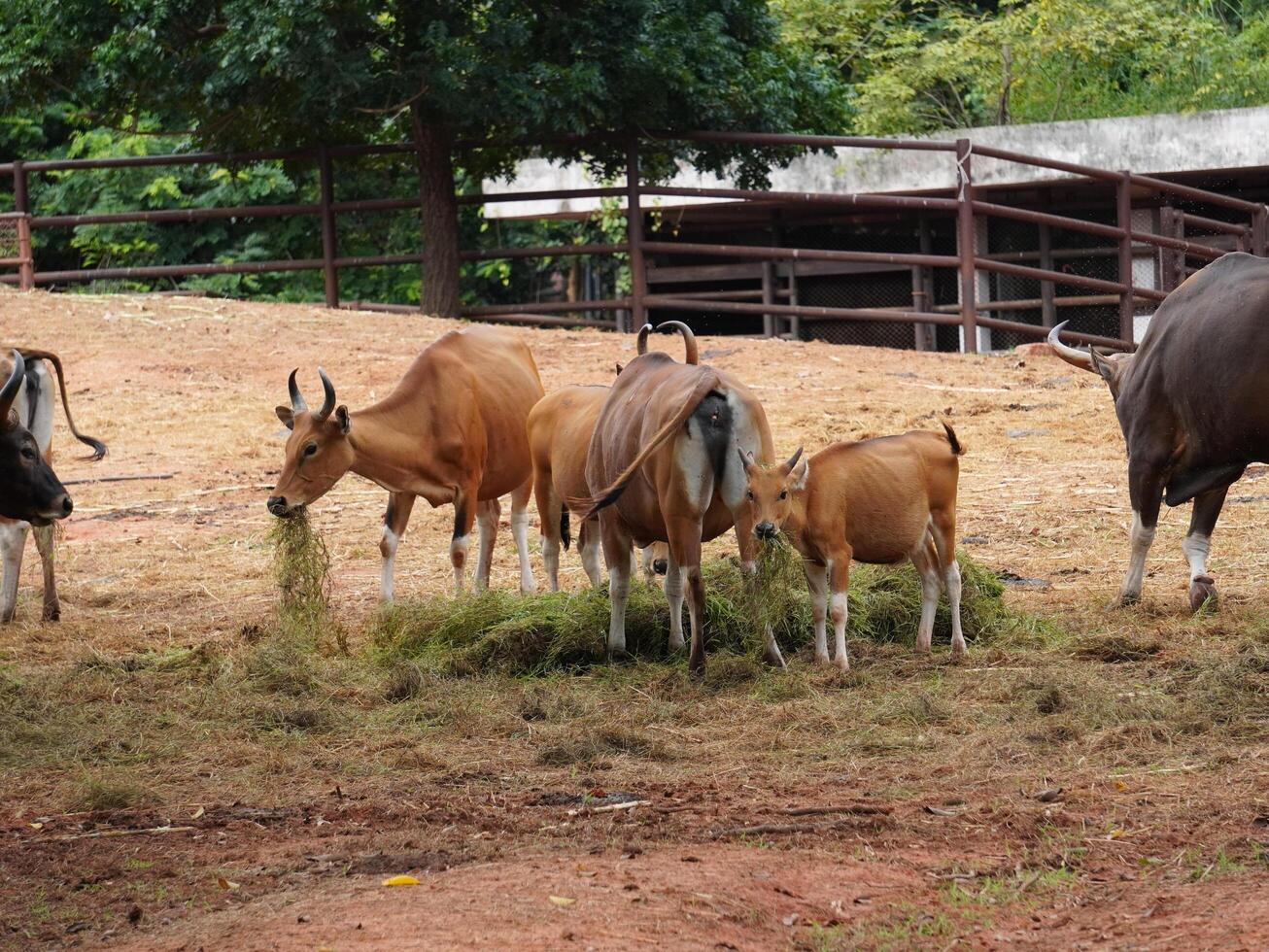 Banteng Herd Feeding in EnclosureBanteng Herd Feeding in Enclosure. photo