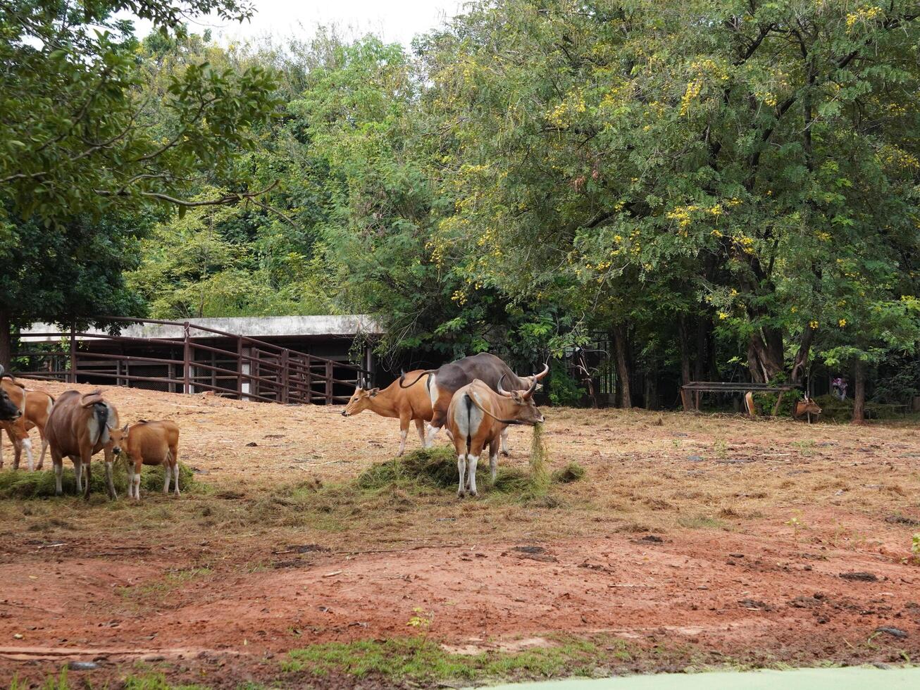 Banteng Herd Feeding in EnclosureBanteng Herd Feeding in Enclosure. photo